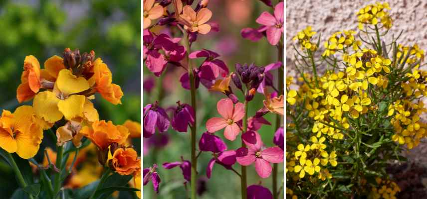 giroflees traitements maladies