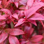 Cultiver un Nandina en pot : tous nos conseils