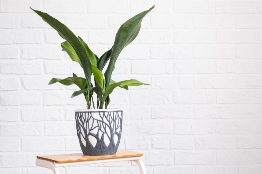 aspidistra en pot et en intérieur
