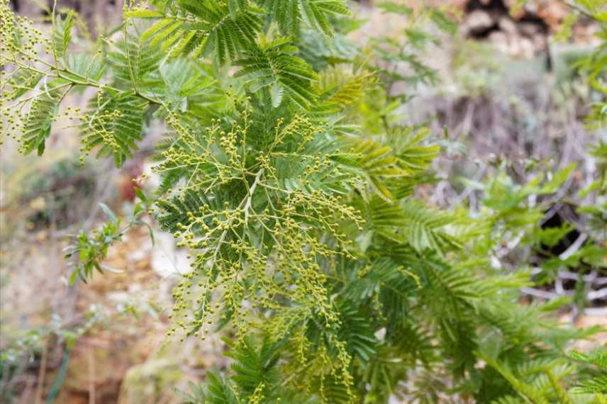 mimosa floraison reduite pourquoi