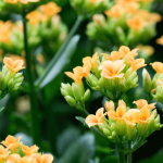 Kalanchoé : culture et entretien