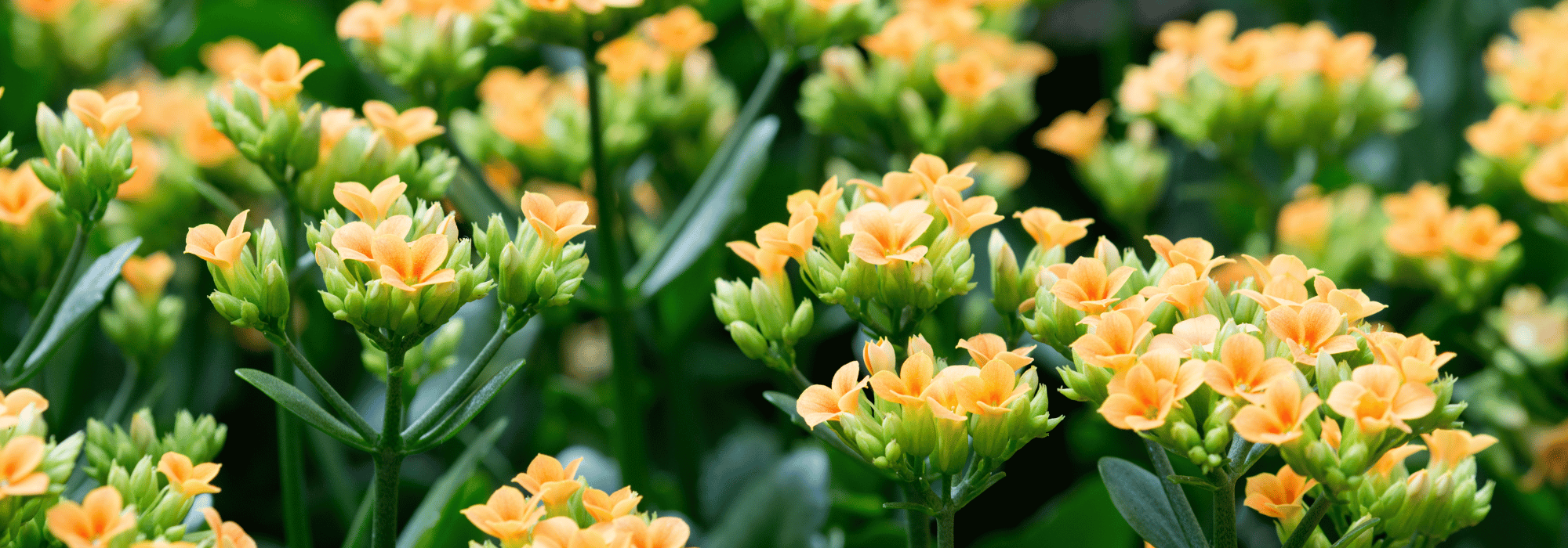 Kalanchoé : culture et entretien