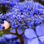 Hortensia bleu : nos conseils pour obtenir des fleurs d’un bleu intense