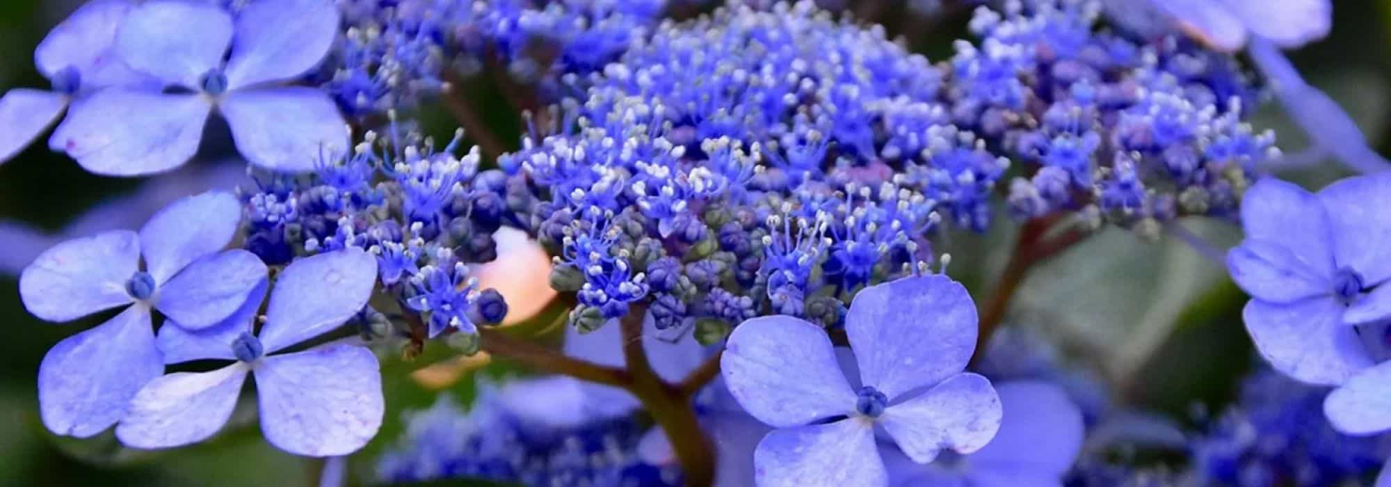 Hortensia bleu : nos conseils pour obtenir des fleurs d’un bleu intense