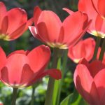 Les maladies et parasites des tulipes