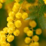 Mimosa parfumé : les plus belles variétés pour un jardin fleuri et odorant