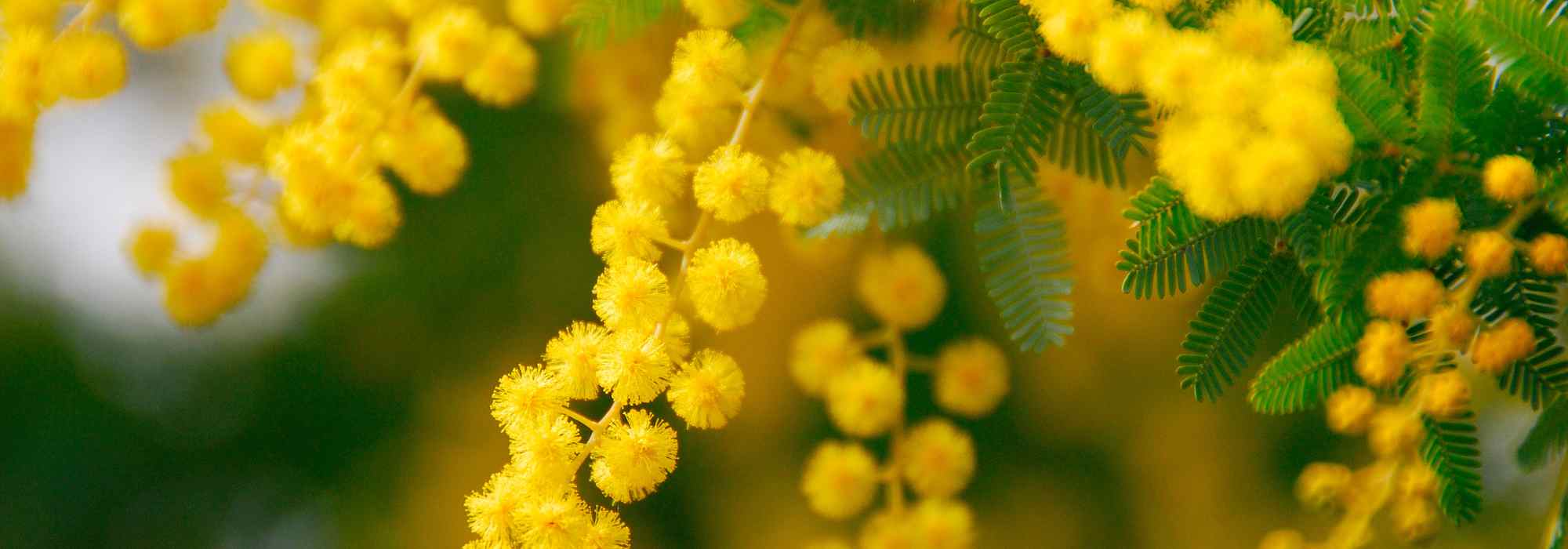 Mimosa parfumé : les plus belles variétés pour un jardin fleuri et odorant