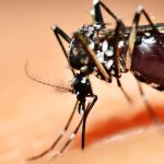 Le moustique tigre au jardin : comment s'en débarrasser ?