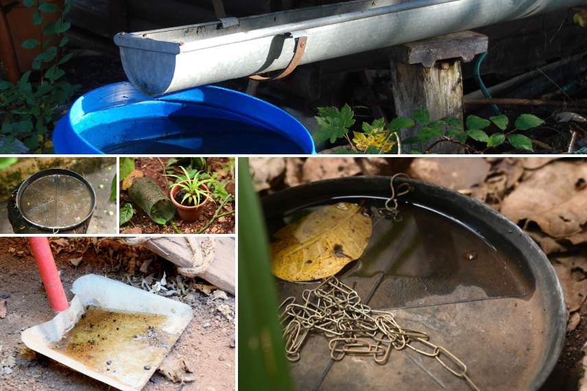 moustique tigre eaux stagnantes