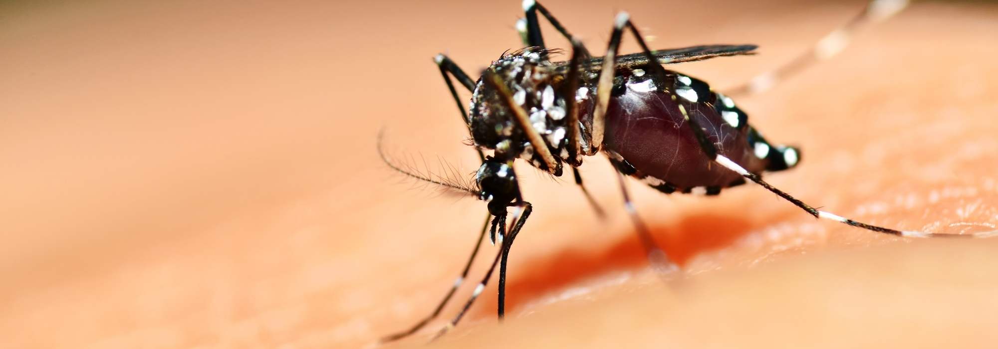 Le moustique tigre au jardin : comment s'en débarrasser ?