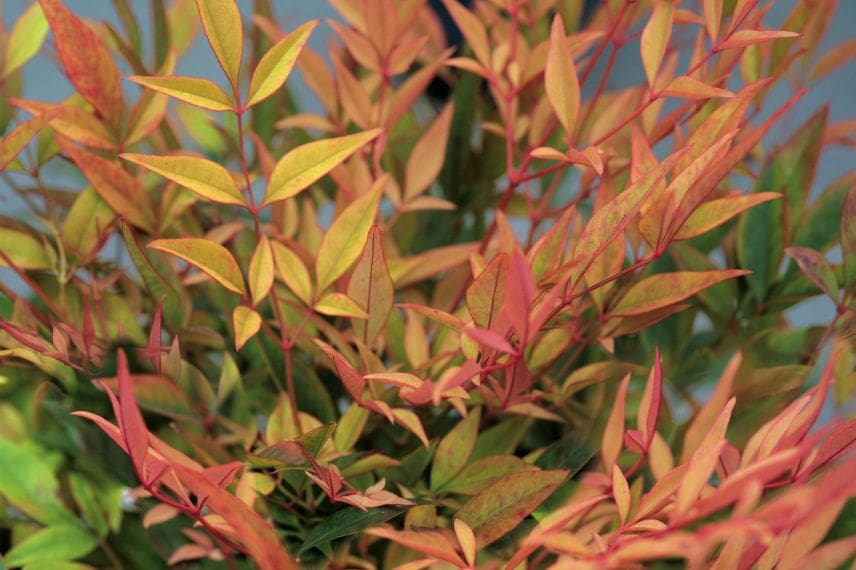 Feuillage du Nandina domestica ‘Gulf Stream’
