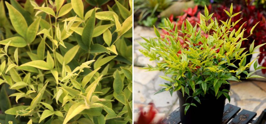 choisir un nandina a feuilles vert doré