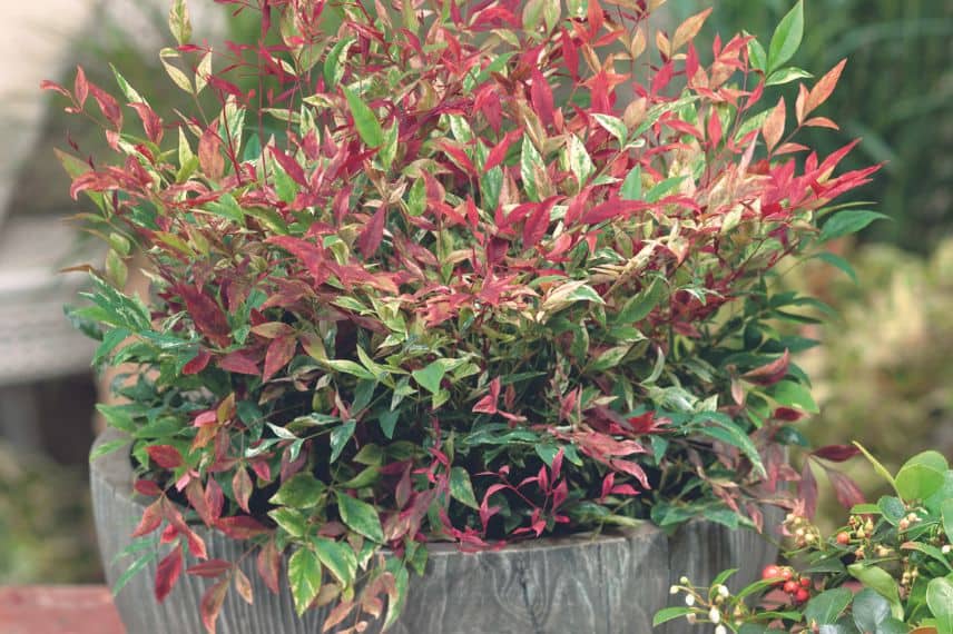 le feuillage du nandina est remarquable sur une terrasse