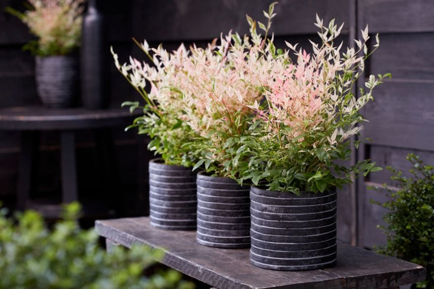 Nandina domestica 'Twilight'