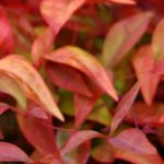 Bambou sacré : les plus beaux Nandina à cultiver en pot