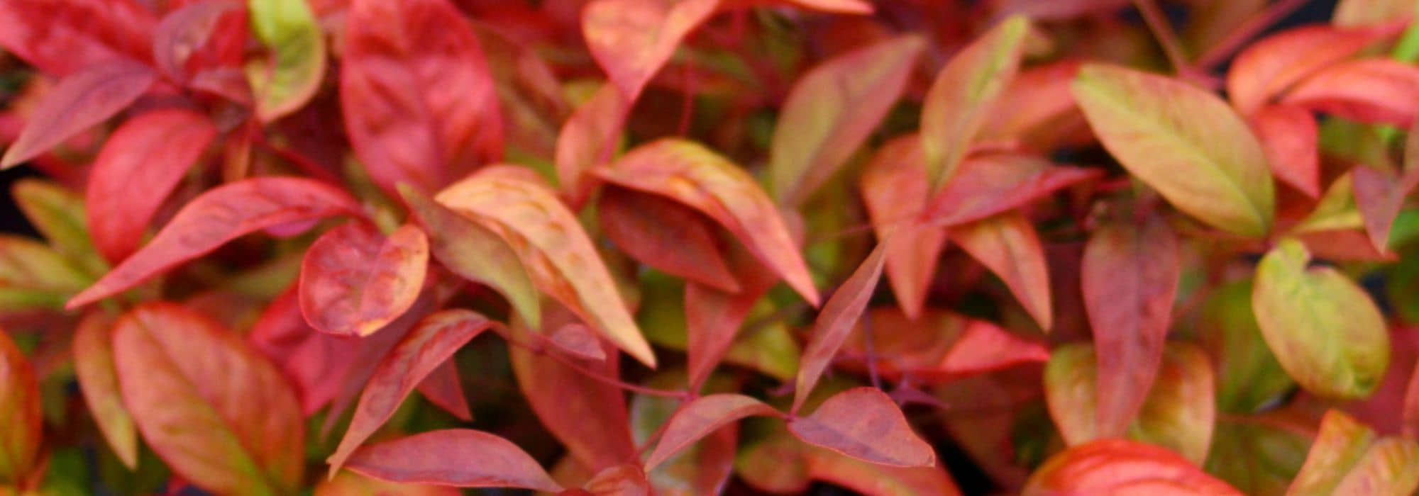 Bambou sacré : les plus beaux Nandina à cultiver en pot