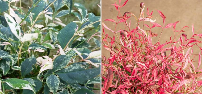 Feuillage panaché des nandina
