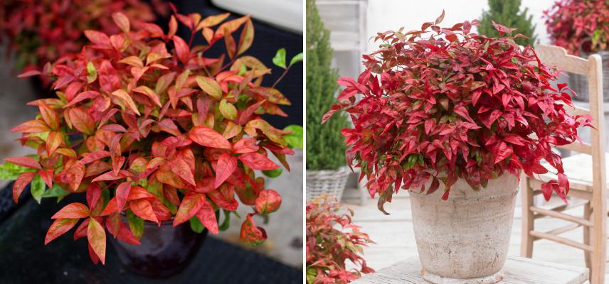 deux nandinas en pot