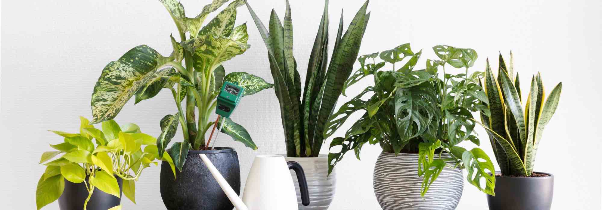 Les principales maladies et parasites des plantes d'intérieur