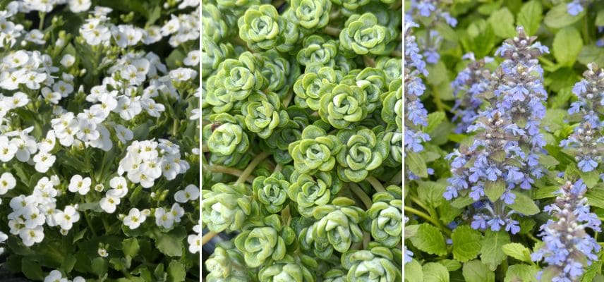 corbeille d'argent, sedum et bugle rampant