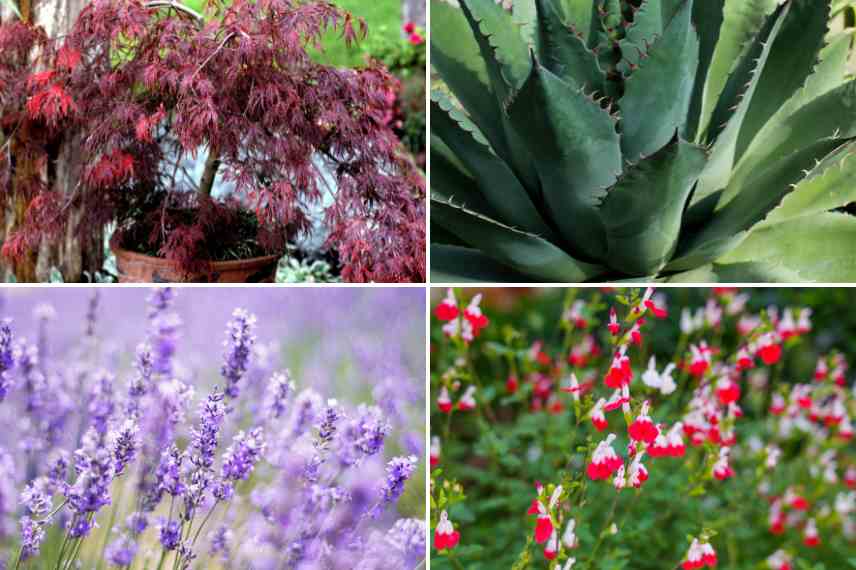 quelles plantes pour sol draine