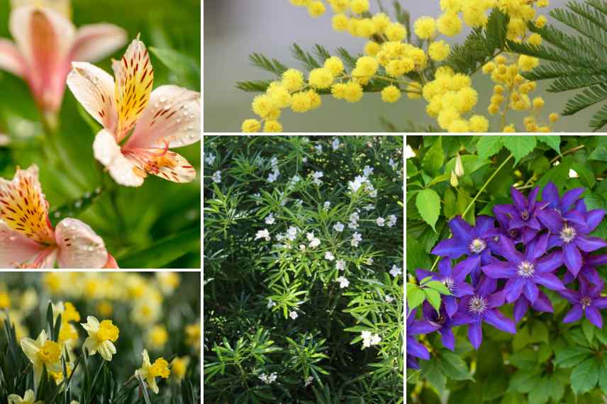 plantes pour patio soleil