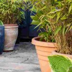 Quels végétaux choisir pour aménager une cour intérieure ?