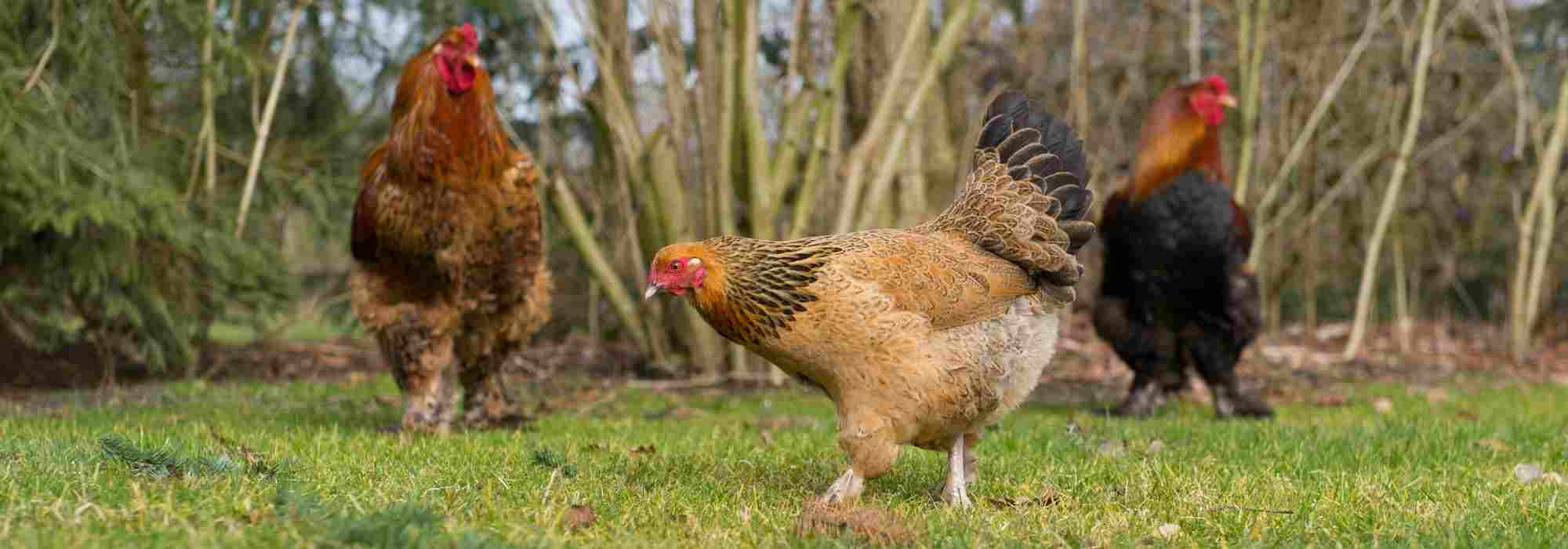 Adoptez les remèdes naturels pour des poules en pleine forme