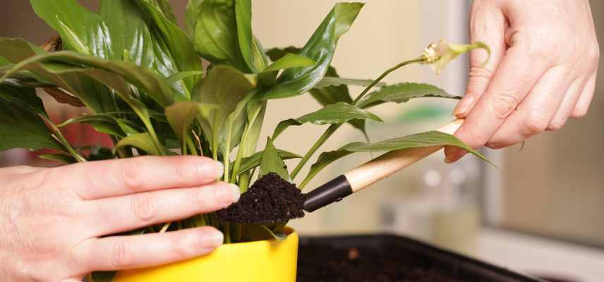 avoir la main verte astuces