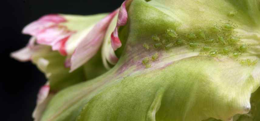 pucerons et tulipes