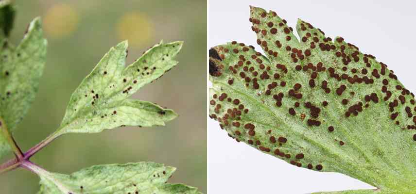 maladies fongiques anemones