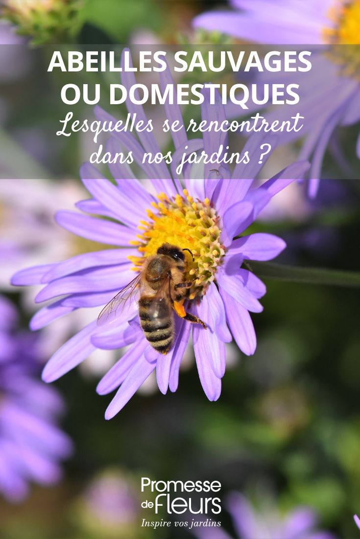 abeille qui butine une fleur