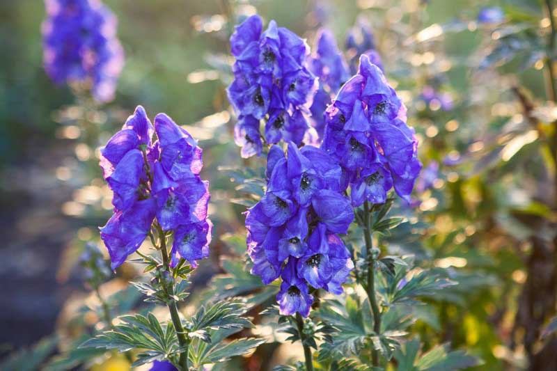 Fleurs d'Aconitum napellus