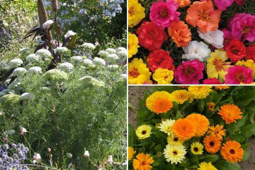 trois plantes annuelles résistantes à la sécheresse : Ammi, Pourpier ornemental et Souci