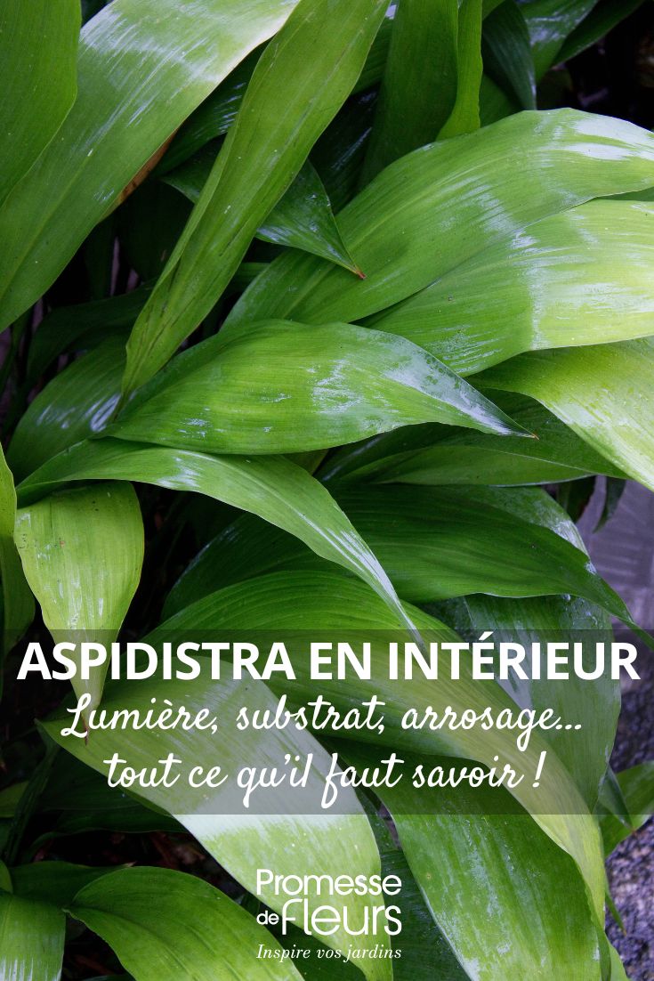 nos conseils pour cultiver l'aspidistra