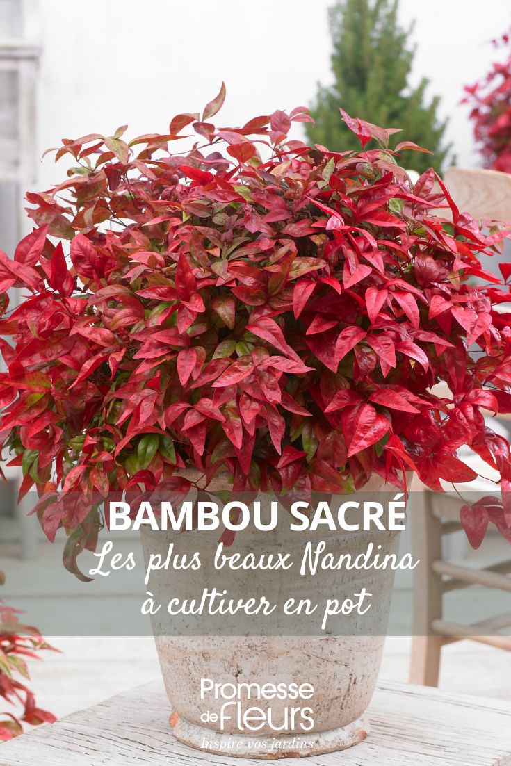 choisir un nandina pour pot