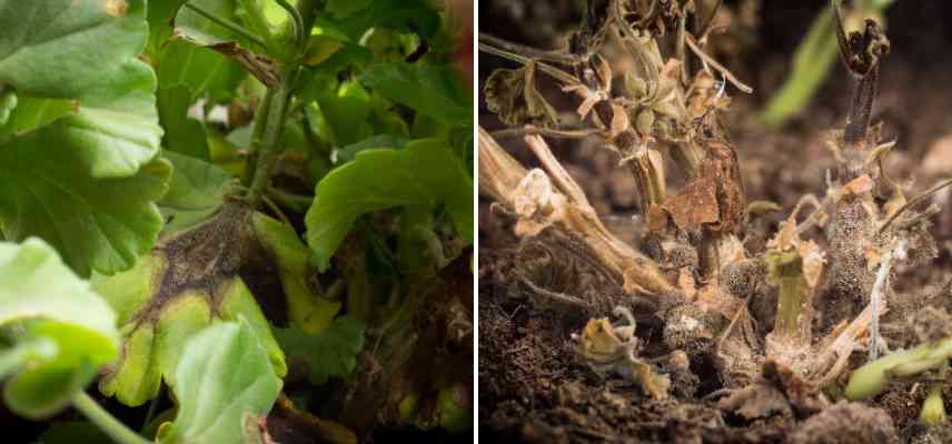 pourriture grise sur Pelargonium traitement