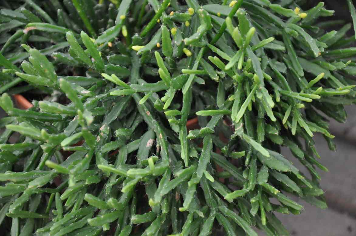Rhipsalis ewaldiana
