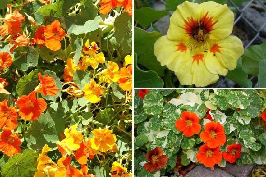 meilleures capucines