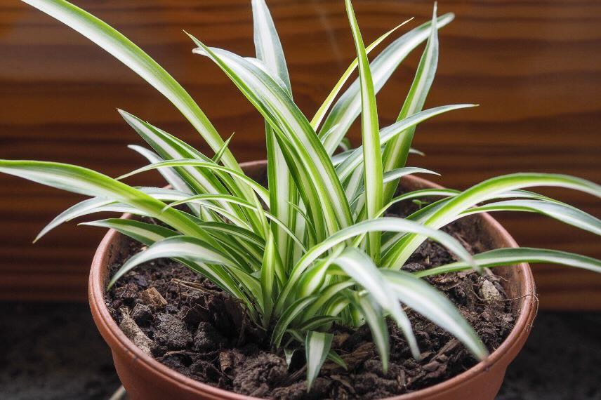 Plante araignée ou Chlorophytum en pot