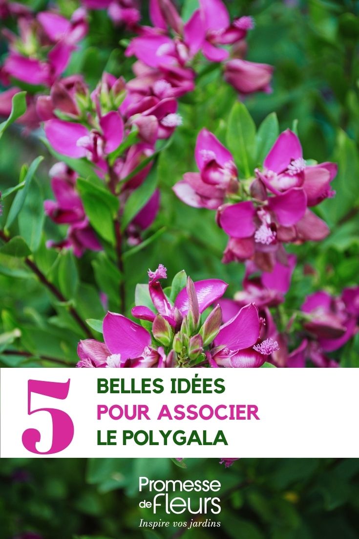 idées d'association du Polygala