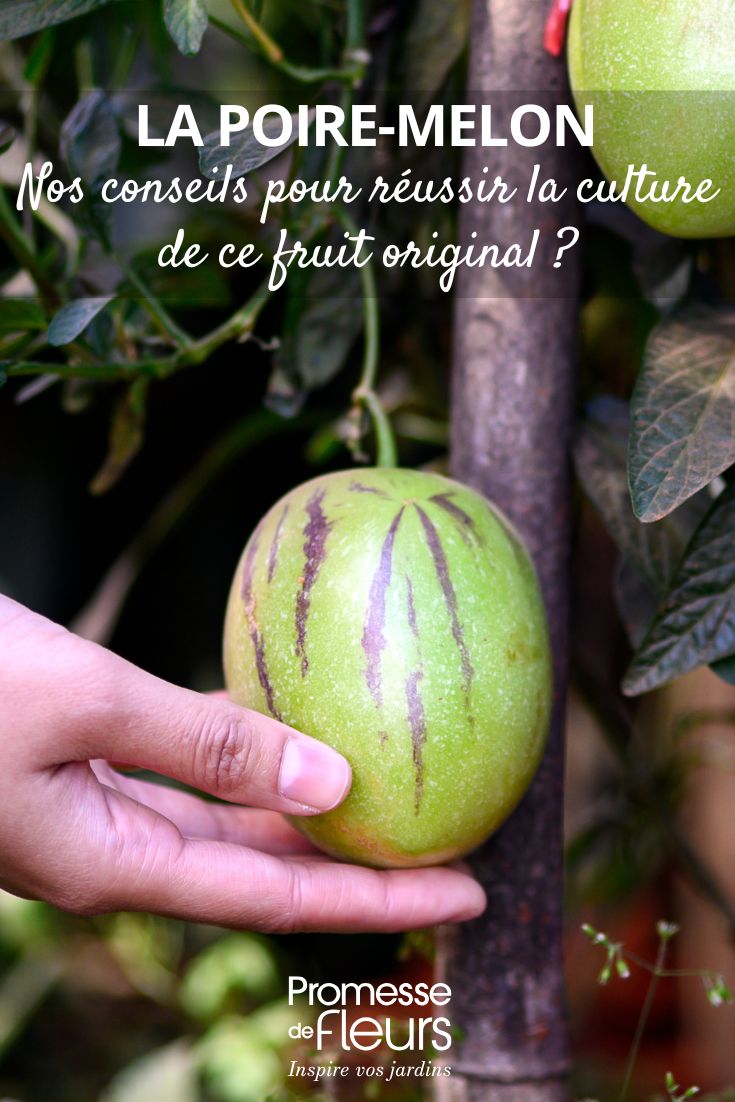 fruit du Solanum muricatum