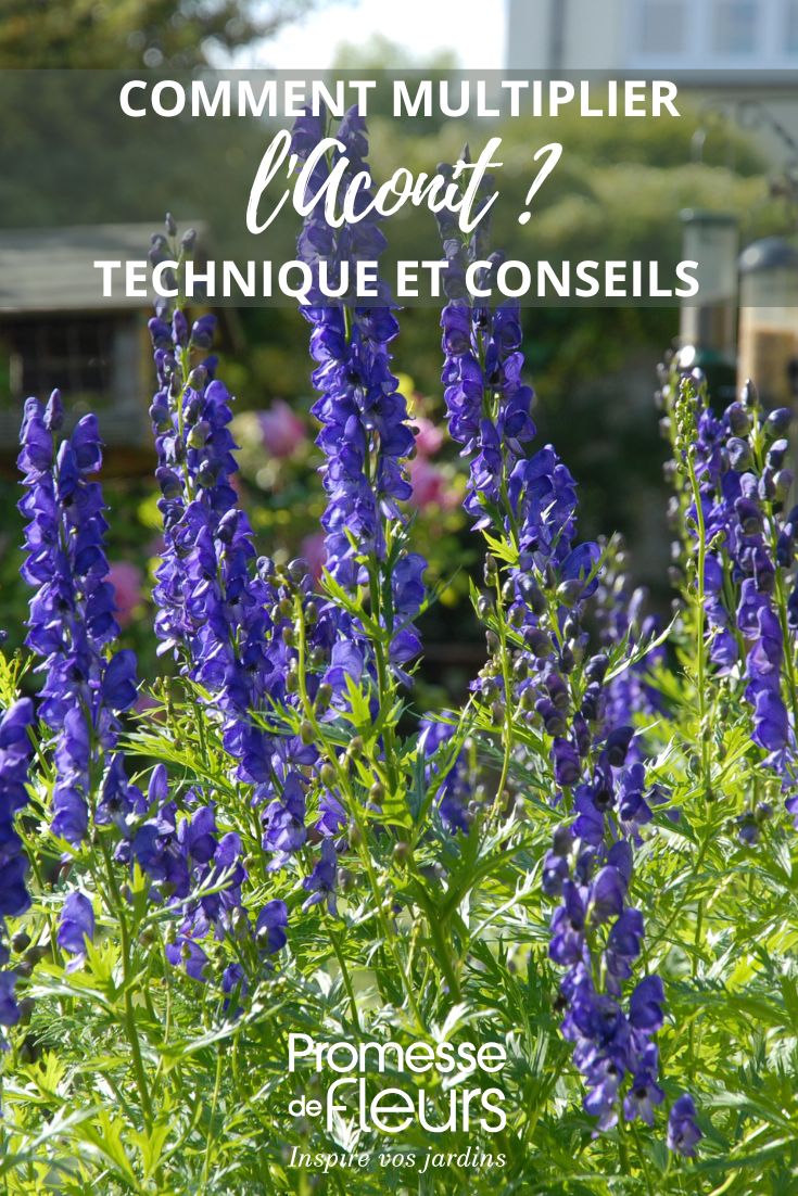 conseil pour multiplier l'aconit