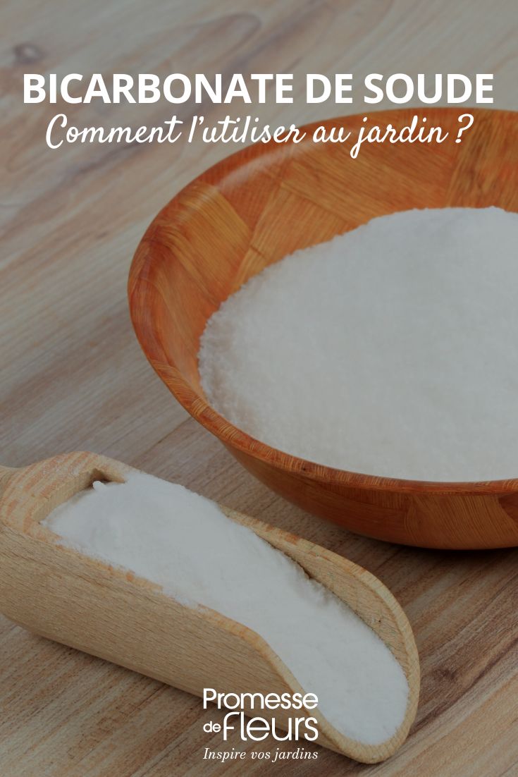 utilisation du bicarbonate au jardin