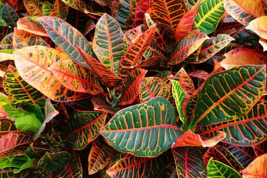 feuillages de Croton ou Codiaeum