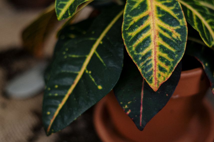 Croton en pot de terre cuite