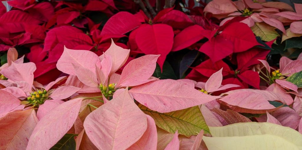 Différentes variétés de Poinsettia ou Etoile de Noël
