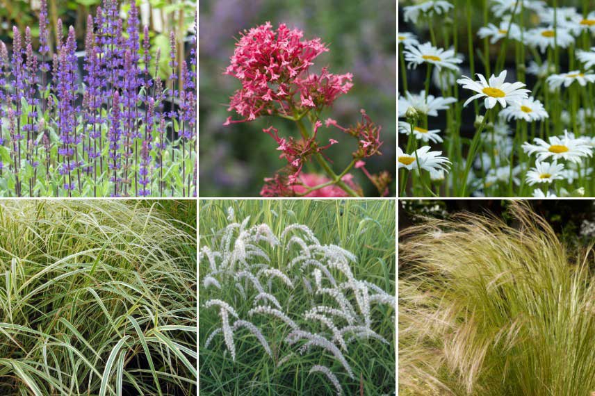 Quelles plantes choisir pour un jardin a l'esthetique naturaliste