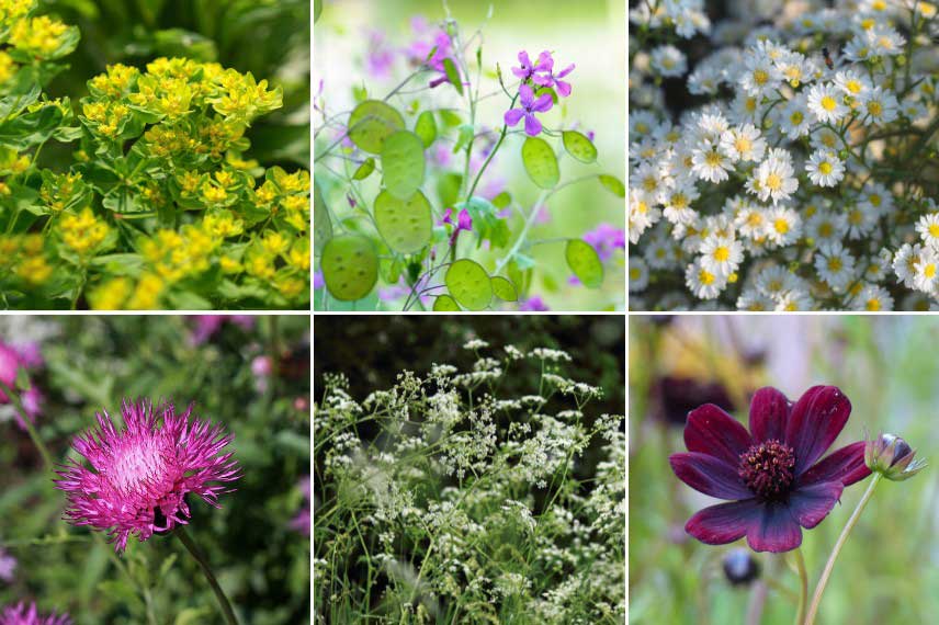 Les plantes d'un jardin a l'esthetique naturaliste