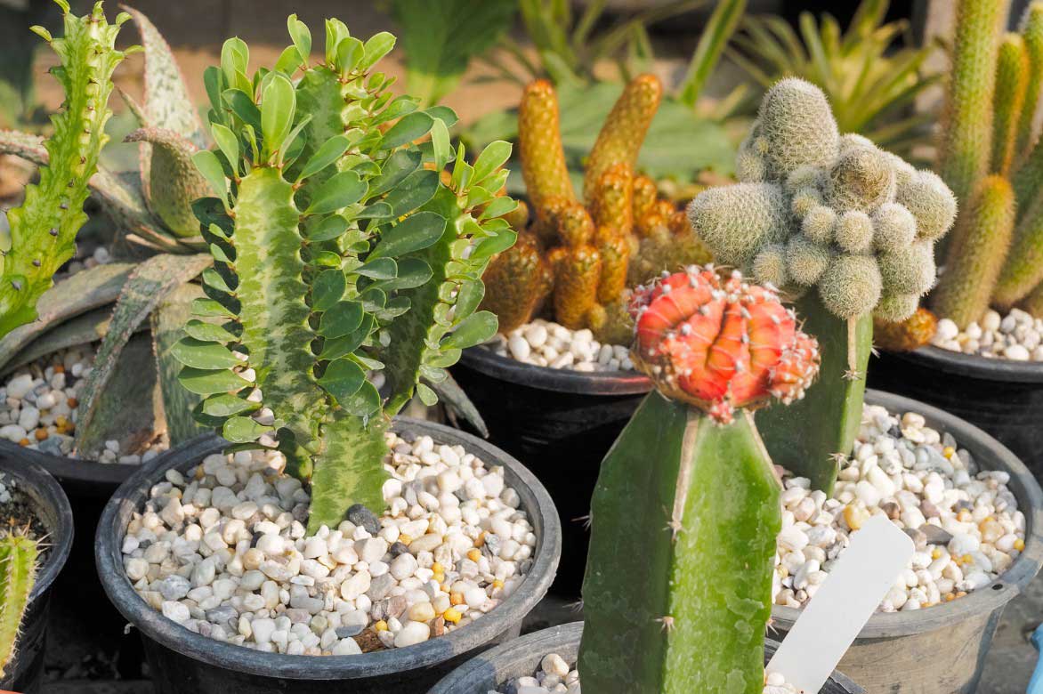 Euphorbia trigona en pot